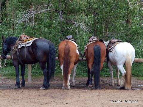 4 Horses P7213380